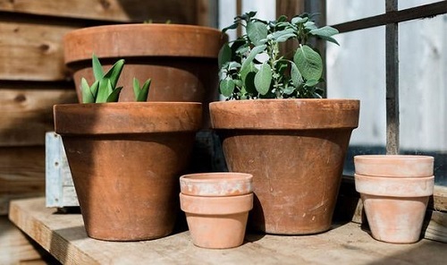 How to Take Care of Plants in Summer 4