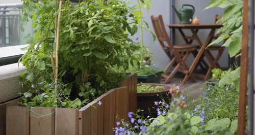 How to protect your balcony garden in summer 3