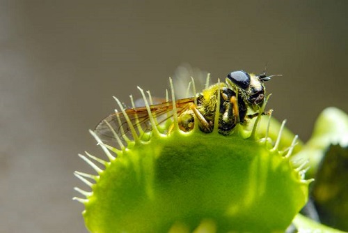 Why Insectivorous Plants Trap Insects 2