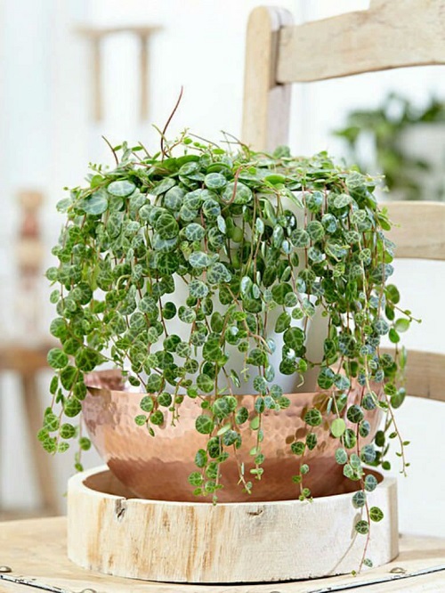 Best String Succulents in India 3
