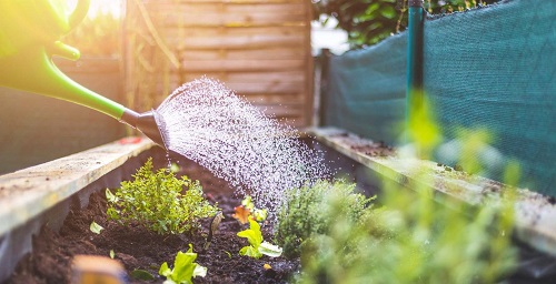 Useful Terrace Gardening Tips 3