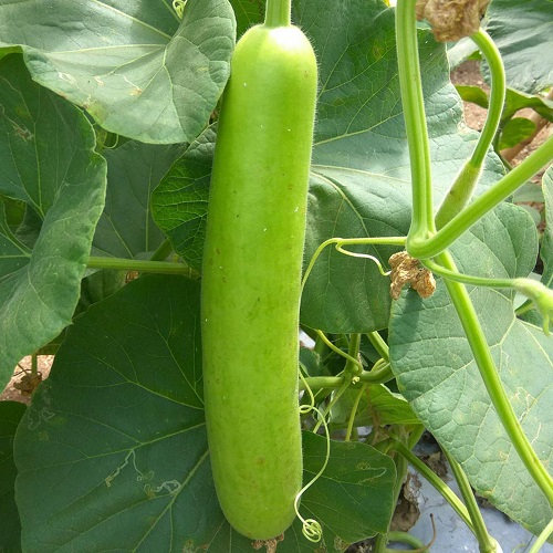 How to Grow Bottle Gourd