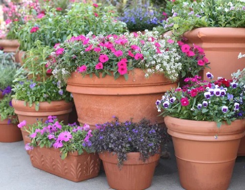 How to Plant Flower in Pots without Drainage Holes