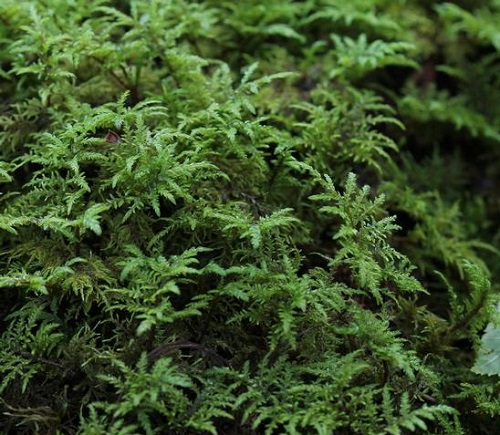 Types of Moss 5