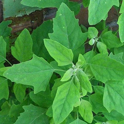 Plants with Edible Leaves 5