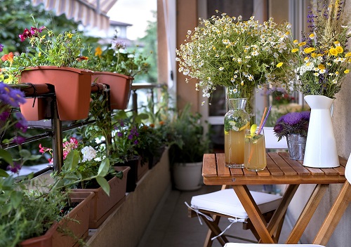 Best Plants for Balcony Garden