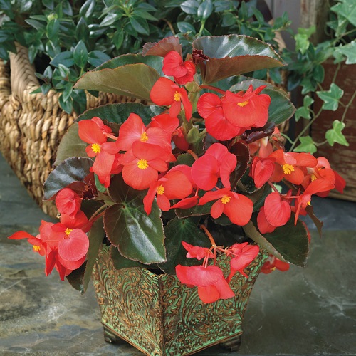 Types of Begonia Houseplants 3