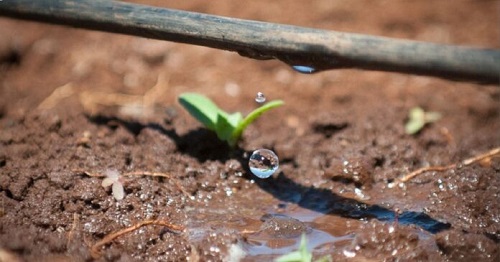 Why is Drip Irrigation the Best Method of Watering Plants