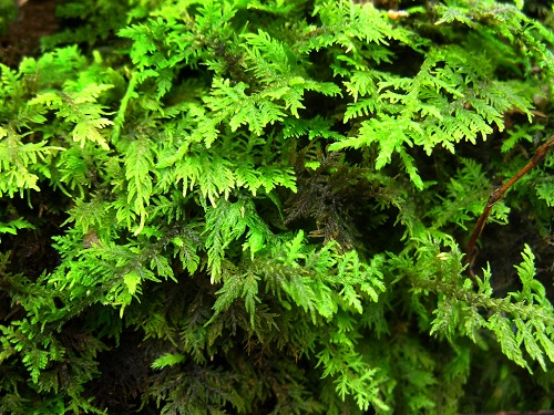 Types of Moss 2