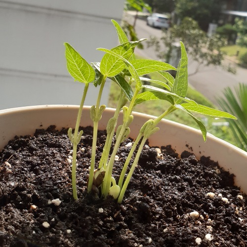 How to Plant Moong Beans in a Pot 2