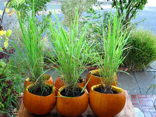 Lemon Grass Plant Benefits