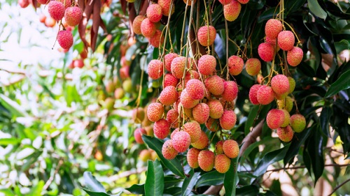 Exotic Fruit Trees 5