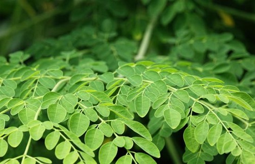 Plants with Edible Leaves 4