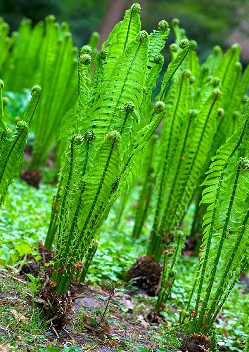Types of Fern Plants 2