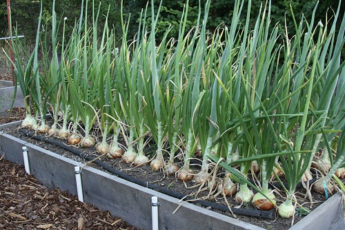How to Plant Onion Sets in Raised Beds 2