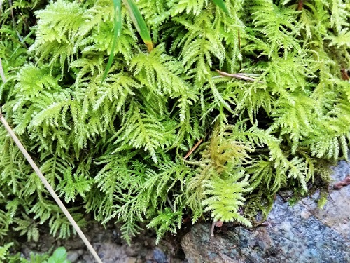 Types of Moss 4