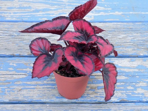 Types of Begonia Houseplants 4