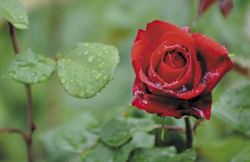 Care of Rose Plant in Rainy Season