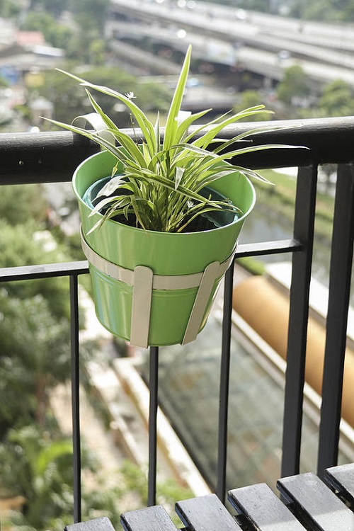 Best Plants for Balcony Garden 7
