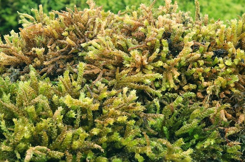 Types of Moss