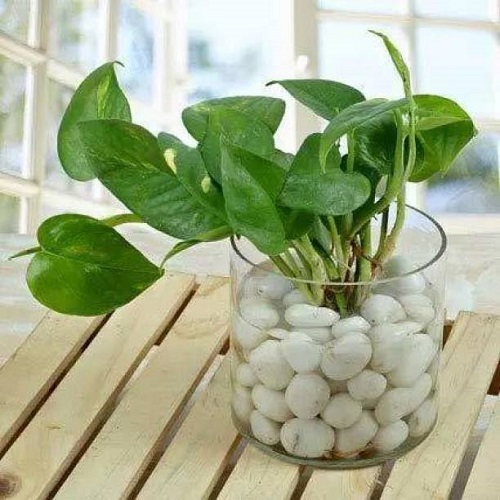 Homemade Fertilizers for Money Plant in Water