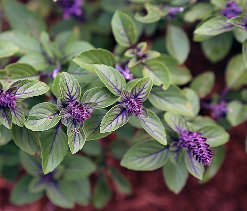 Types of Basil in India 4