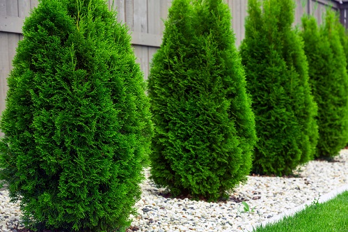 Shrubs Used for Landscaping in India 3