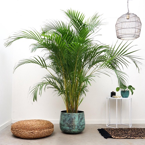 How to Take Care of Areca Palm