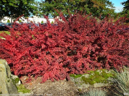 Shrubs Used for Landscaping in India 5