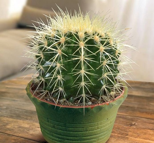 Indoor Cactus Plants 3