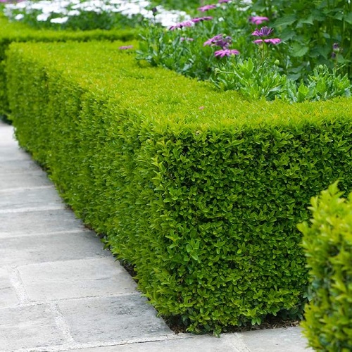 Shrubs Used for Landscaping in India 4