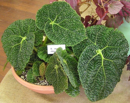 Types of Begonia Houseplants 5