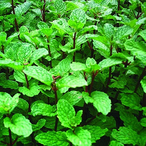 Types of Mint 6