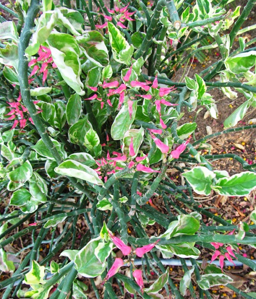 Shrubs Used for Landscaping in India