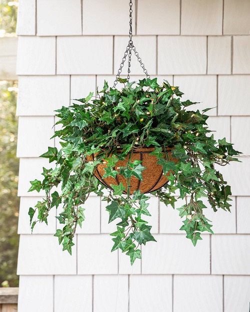 Hanging Plants for Balcony 4