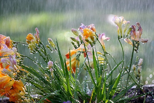 Practical Tips to Care for Your Garden in Monsoon