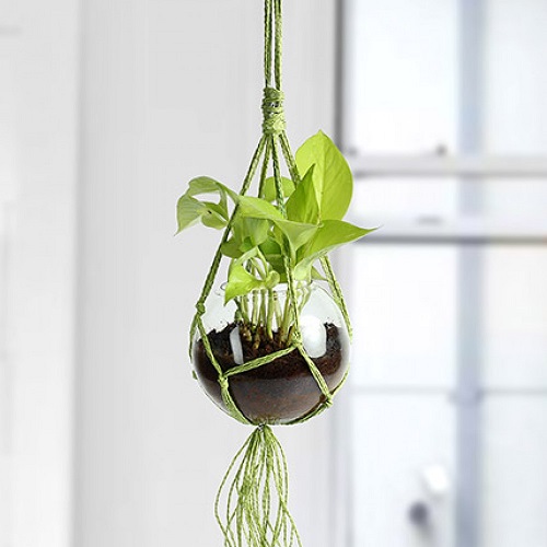 Types of Hanging Plants 2