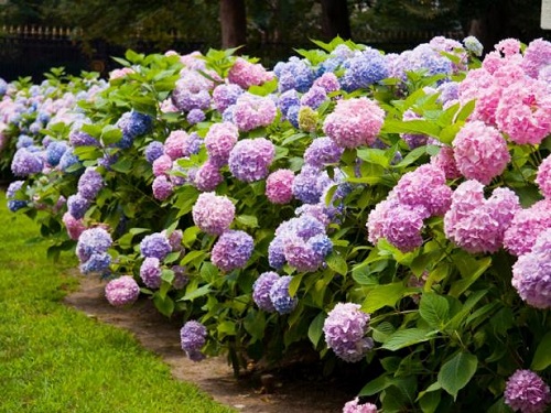 Shrubs Used for Landscaping in India 2