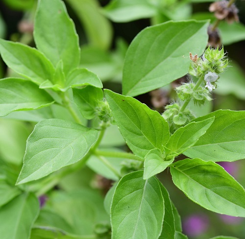 Types of Basil in India 3