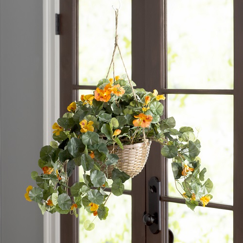 Types of Hanging Plants 7