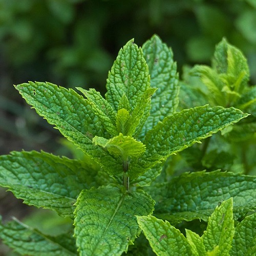 Types of Mint