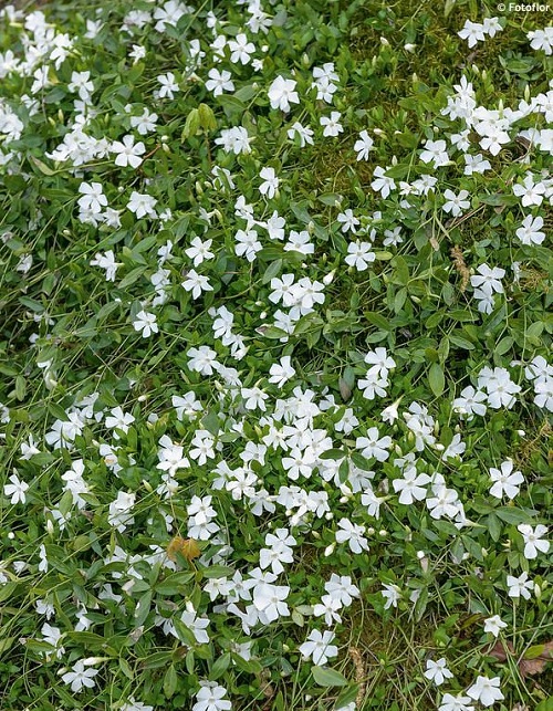 White Ground Cover Plants