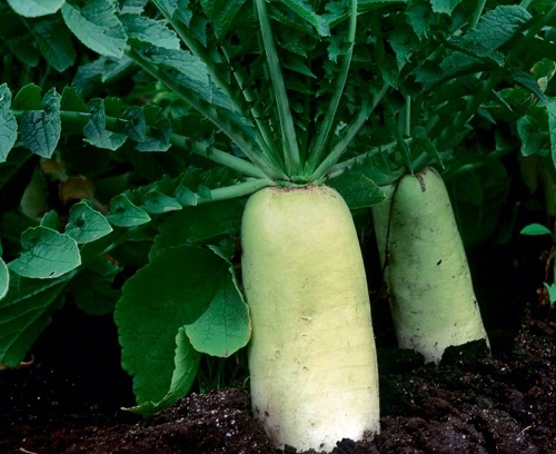 Which Vegetables You Can Plant in August 3