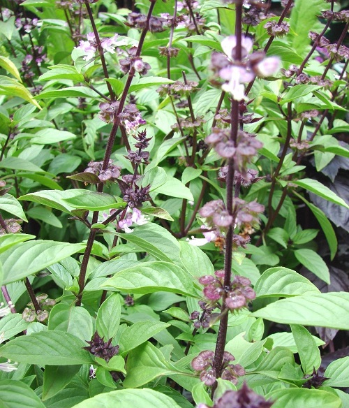 Types of Basil in India 