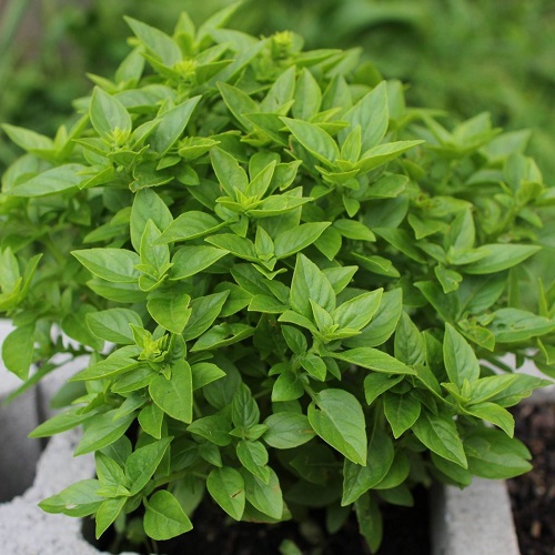 Types of Basil in India 6