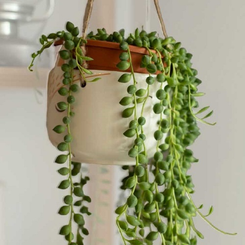 Types of Hanging Plants 5