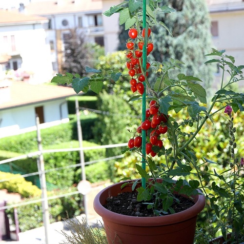 Best Vegetable Plants for Balcony