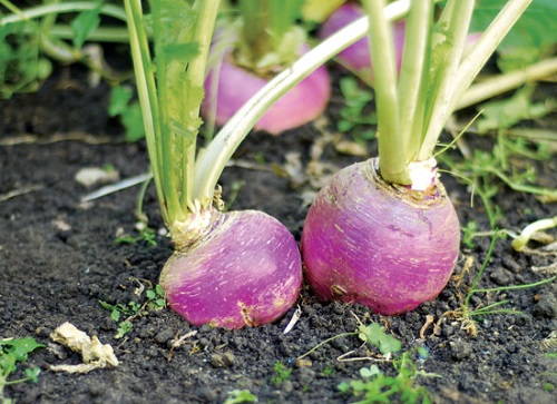 Which Vegetables You Can Plant in August 9