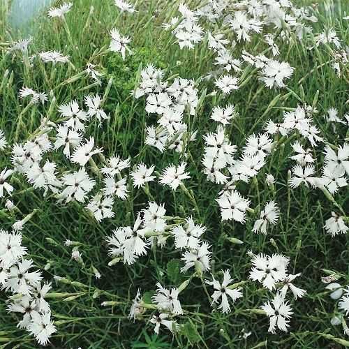 White Ground Cover Plants 4