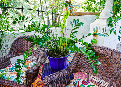 Evergreen Balcony Plants 7